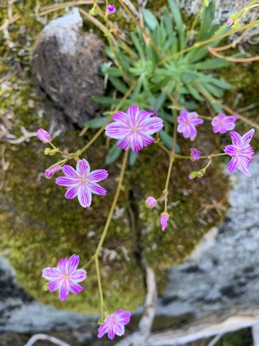 Lewisia columbiana (Columbia Lewisia)