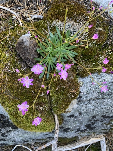 Lewisia columbiana (Columbia Lewisia) (alternate view 2)
