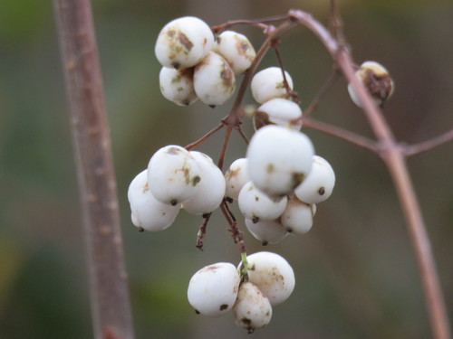 Symphoricarpos albus (snowberry) (alternate view 3)