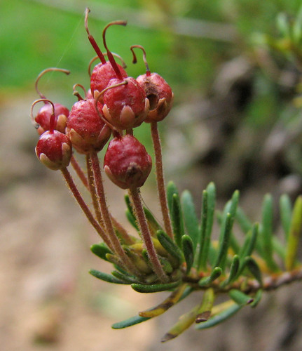 Phyllodoce empetriformis (pink mountainheath)
