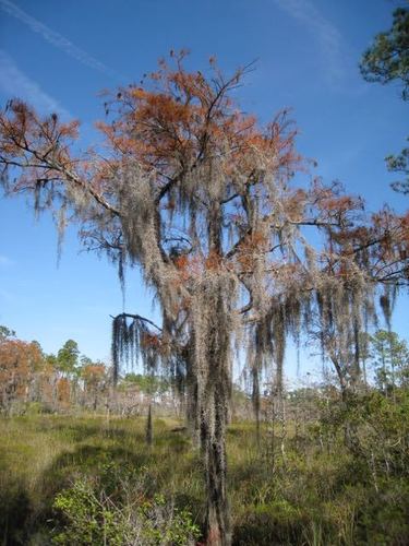 Tillandsia usneoides (Spanish moss)