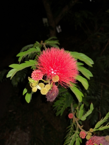 Calliandra haematocephala (Pink Powder Puff)