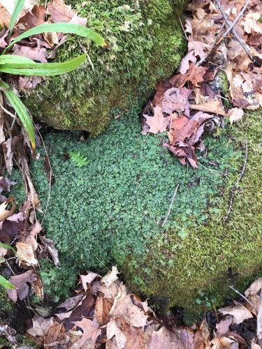 Conocephalum salebrosum (Snakewort) (alternate view 2)