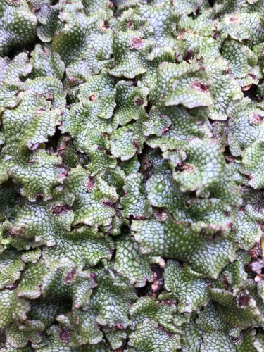 Conocephalum salebrosum (Snakewort) (alternate view 3)