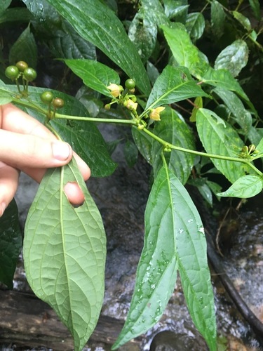 Capsicum (peppers) (alternate view 7)