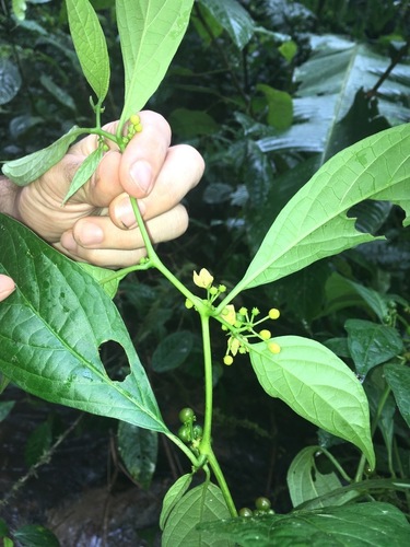 Capsicum (peppers) (alternate view 8)