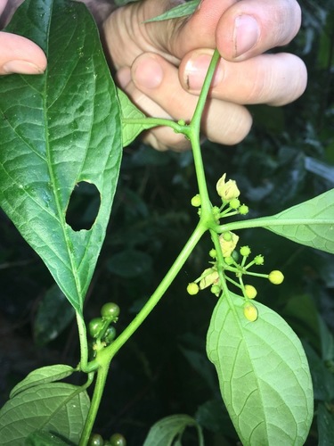 Capsicum (peppers) (alternate view 9)