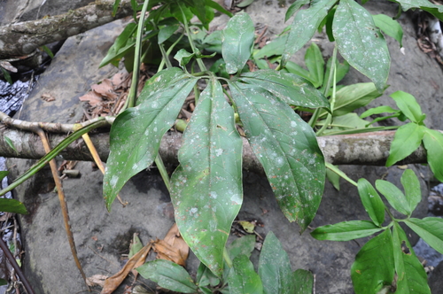 Syngonium (Arrow-head Vines) (alternate view 9)