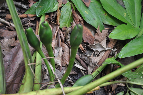 Syngonium (Arrow-head Vines) (alternate view 10)