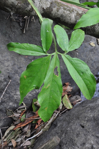 Syngonium (Arrow-head Vines) (alternate view 11)