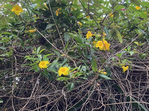 Allamanda cathartica (Allamanda Vine)