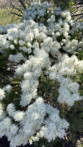 Melaleuca alternifolia (alternate view 9)