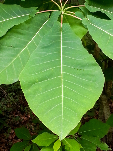 Magnolia fraseri (Fraser Magnolia) (alternate view 5)