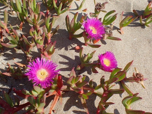 Carpobrotus chilensis (Chilean sea fig)