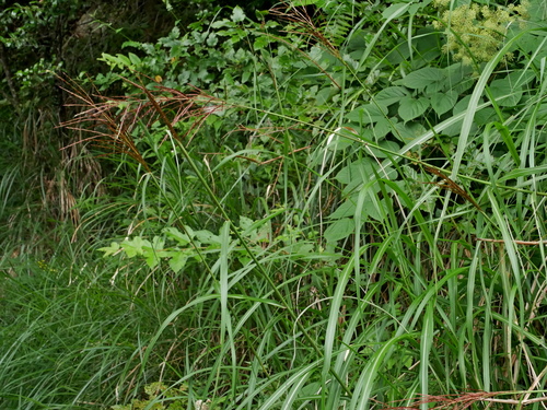 Miscanthus sinensis (Miscanthus)