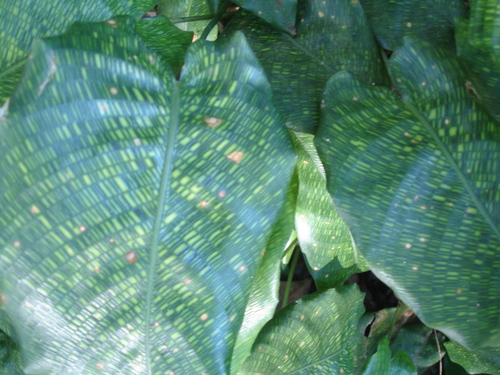 Goeppertia kegeljanii (Calathea Musaica)