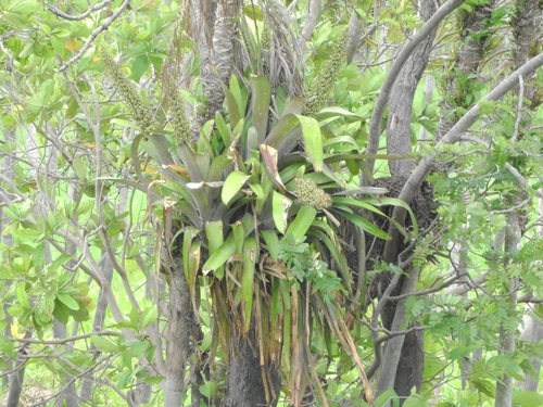 Aechmea (alternate view 5)