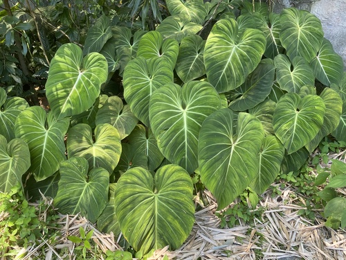 Philodendron gloriosum (Glorious Philodendron)