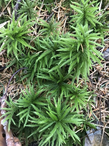 Climacium americanum (American Tree Moss) (alternate view 3)
