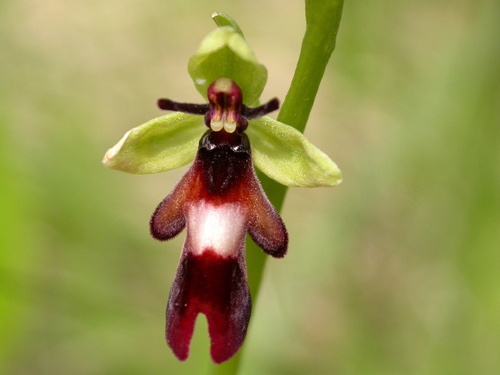 Ophrys insectifera (Fly Orchid)