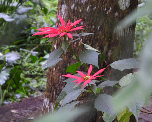 Euphorbia pulcherrima (Poinsettia)