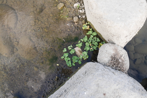 Pistia stratiotes (Water Lettuce) (alternate view 2)
