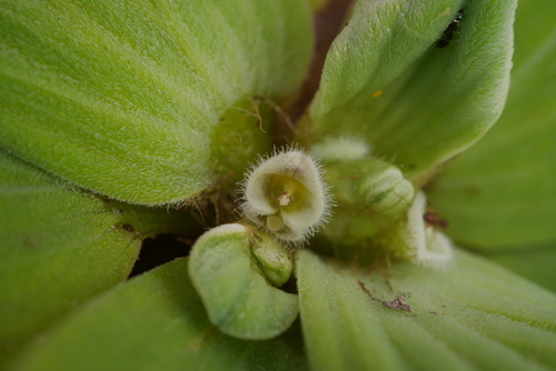 Pistia stratiotes (Water Lettuce) (alternate view 3)