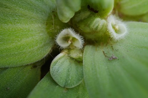 Pistia stratiotes (Water Lettuce)
