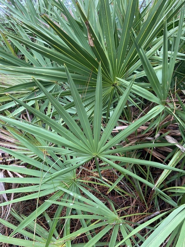 Serenoa repens (saw palmetto) (alternate view 9)