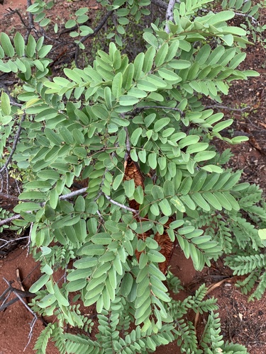 Cassia (alternate view 3)