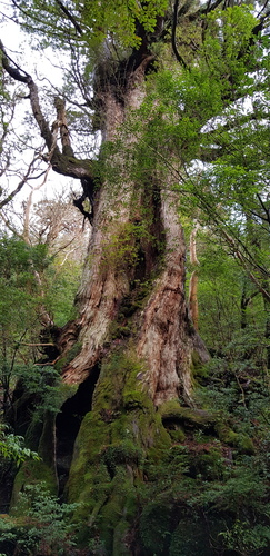 Cryptomeria japonica (Japanese Cedar)
