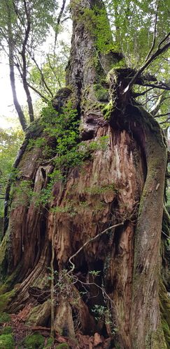 Cryptomeria japonica (Japanese Cedar)