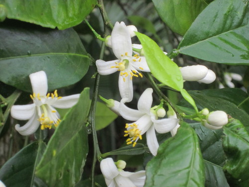 Citrus × aurantium (Orange) (alternate view 11)