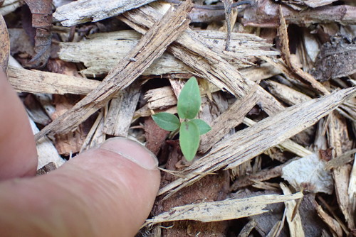 Vincetoxicum (dog-strangling vines) (alternate view 4)