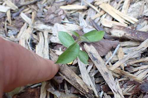 Vincetoxicum (dog-strangling vines) (alternate view 5)