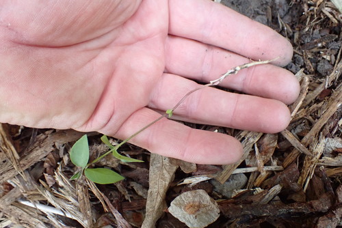 Vincetoxicum (dog-strangling vines) (alternate view 7)