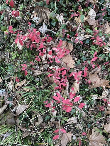 Euonymus alatus (Burning Bush) (alternate view 3)