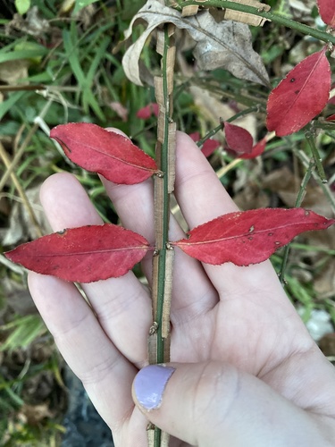 Euonymus alatus (Burning Bush) (alternate view 2)