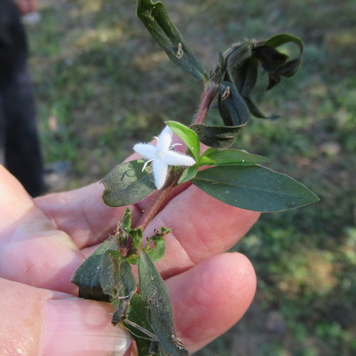 Diodia virginiana (buttonweed) (alternate view 4)