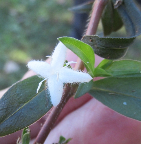 Diodia virginiana (buttonweed) (alternate view 3)
