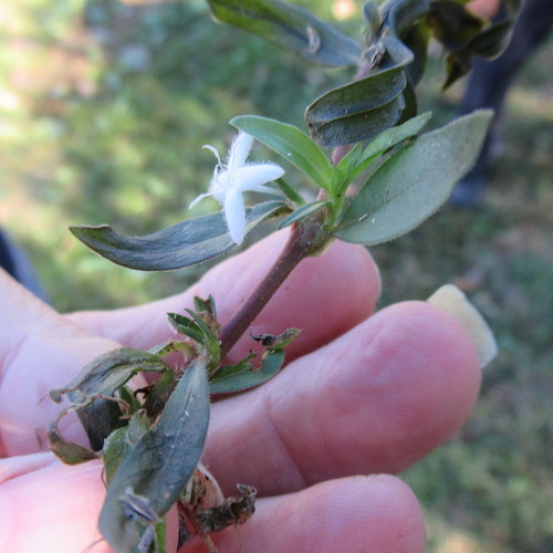 Diodia virginiana (buttonweed) (alternate view 5)