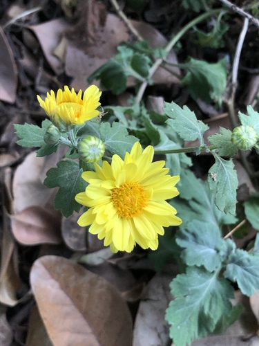Chrysanthemum × morifolium (Garden Mum) (alternate view 4)