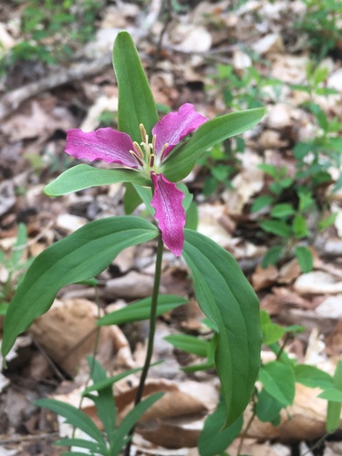 Trillium pusillum (Dwarf Trillium)