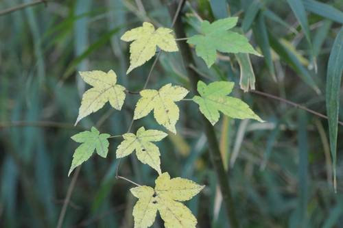 Acer crataegifolium (Hawthorn-leaved Maple)
