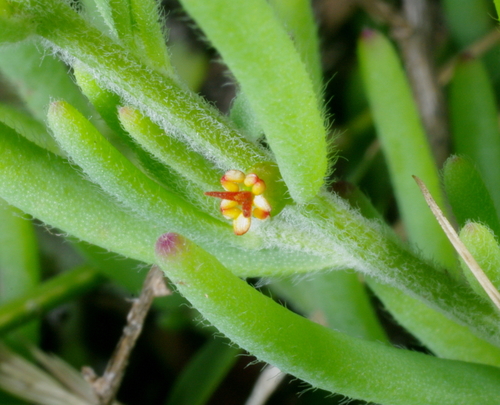Enchylaena tomentosa (Barrier Saltbush) (alternate view 5)