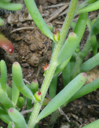 Enchylaena tomentosa (Barrier Saltbush) (alternate view 6)