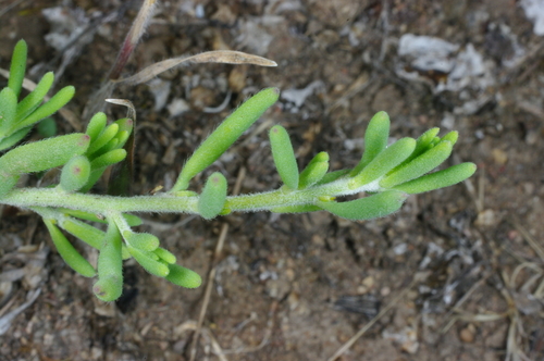 Enchylaena tomentosa (Barrier Saltbush) (alternate view 7)