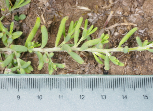 Enchylaena tomentosa (Barrier Saltbush) (alternate view 8)