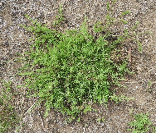 Enchylaena tomentosa (Barrier Saltbush) (alternate view 9)