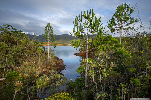 Araucaria (araucarias) (alternate view 2)
